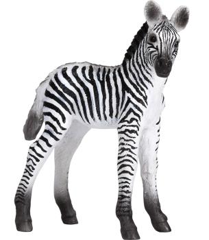 Zebra Pfohlen